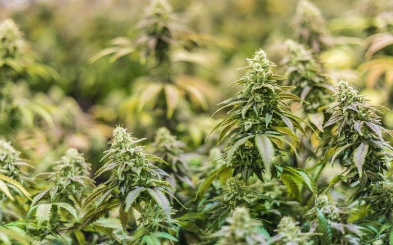 Spain to Quadruple Legal Medical Cannabis Production This Year