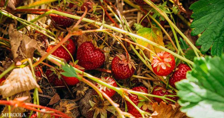 Is This Why Strawberries Don’t Taste Good Anymore?