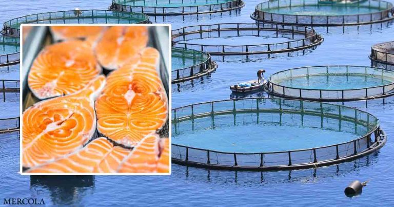 Why Farmed Salmon Is a Toxic ‘Junk Food’