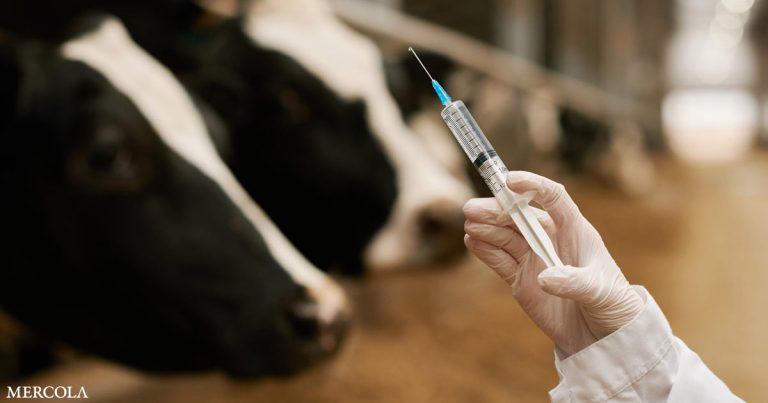 Beef Producers Panic Over mRNA Vaccine News