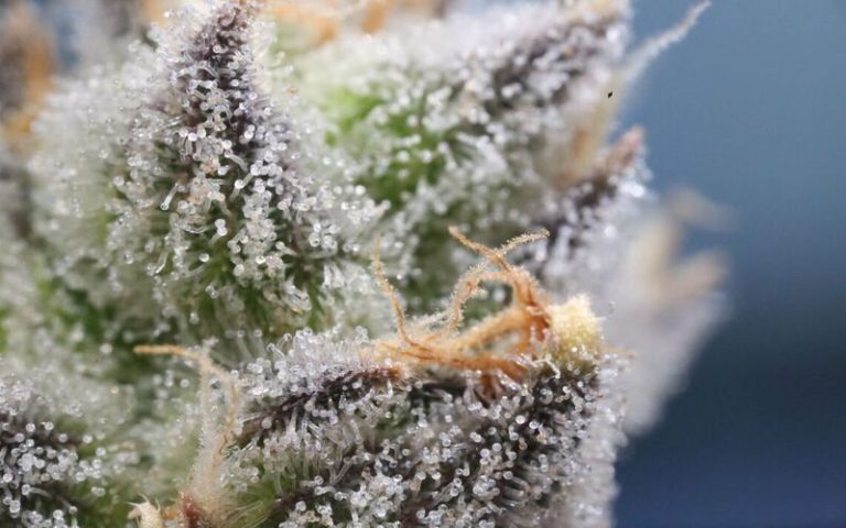 Terpenes Enhance THC’s Ability to Interact With Endogenous Receptor