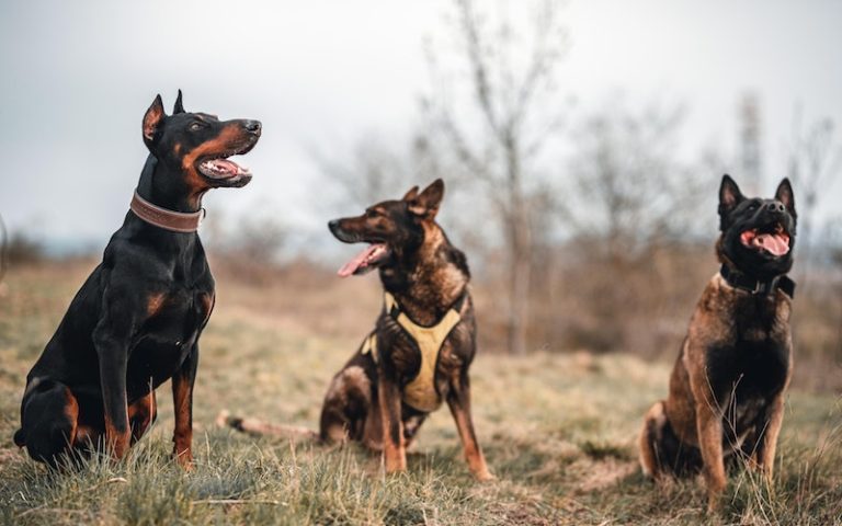 Drug-Sniffing Dogs False Alert 75% of the Time