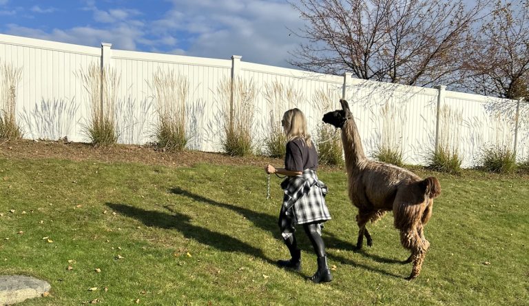 A Llama Walk Reduced My Stress and Anxiety