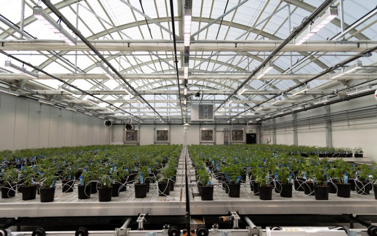 Advanced LED Lighting in the Design of Cannabis Facilities