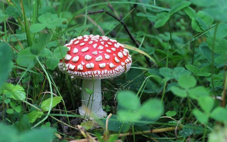 Can Brands Create Compliant Amanita Mushroom Products?